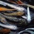 ランキングキーワードに紐づく投稿画像-メダカ