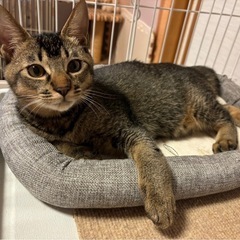 キジトラ　６ヶ月去勢済み − 富山県