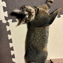 キジトラ　６ヶ月去勢済み - 高岡市