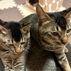 キジトラ　６ヶ月去勢済み - 猫