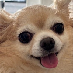 犬のお散歩の画像