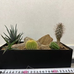 ドライガーデン ロックガーデン