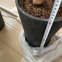 ドラセナ　コンランショップの鉢植えの画像