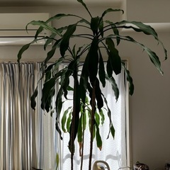 ドラセナ　コンランショップの鉢植えの画像