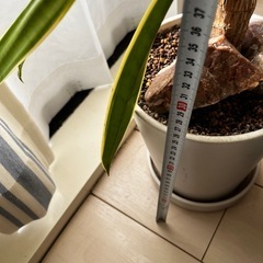 ドラセナ　幸福の木とサンセベリア　IKEAの鉢の画像