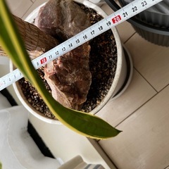 ドラセナ　幸福の木とサンセベリア　IKEAの鉢の画像