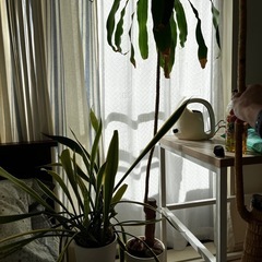 ドラセナ　幸福の木とサンセベリア　IKEAの鉢の画像