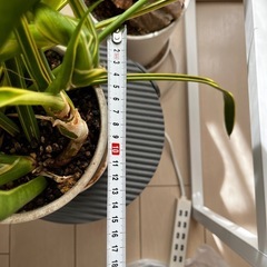 ドラセナ　幸福の木とサンセベリア　IKEAの鉢の画像