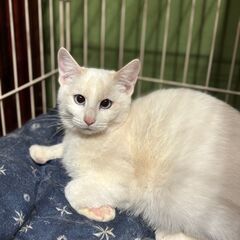 里親募集中。水色目の猫ちゃんです。