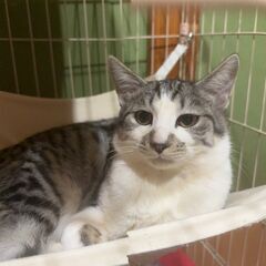 里親募集中。元気のいい愛嬌のある猫です。