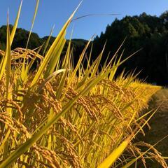  ◆新米◆1等米【特別栽培米減農薬】ヒノヒカリ【ふるさと納税に選ばれました】　奈良県明日香村近くで栽培②の画像