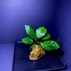 1)アヌビアスナナ キングコング 石巻き（2個）
