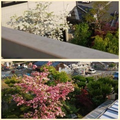 庭木　植木　石　土　鉢　最終です