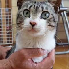 漁港でさまよっていた猫ちゃん　男の子　推定2歳くらい