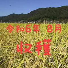 送料込み 令和6年産 高知県産 コシヒカリ 籾殻4㎏(袋込み)の画像
