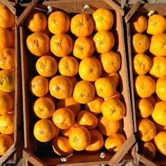 青島みかん　３Ⅼ、４Ⅼ　１０ｋｇ　大玉　ミカン、みかん、蜜柑