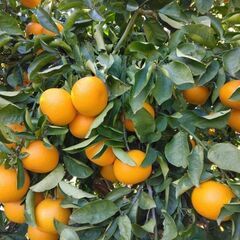 紅はっさく　５個　２００円　八朔　ハッサク　はっさく　柑橘　かんきつ　みかんの画像