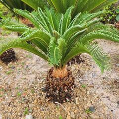 植木 いろいろ販売の画像