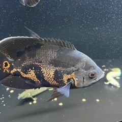 中型熱帯魚 ４匹セット