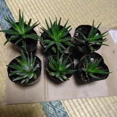 多肉植物(十二の巻)1株50円