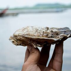 絶品！！オイスターソース作り講座の画像