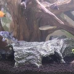 熱帯魚 コリドラス（青）