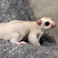11月23日脱嚢　クリミノpossプラチナorリューシ　男の子