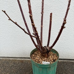 ケルナーフローラ（バラ・大苗）