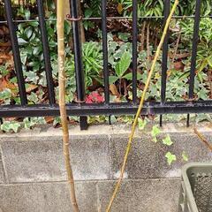 いちじく挿し木用穂木(シャンパーニュ)