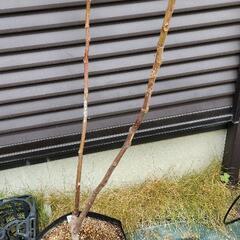 いちじく挿し木用穂木(ロングドゥート)