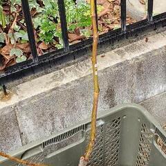 いちじく挿し木用穂木(グリーングリーク)