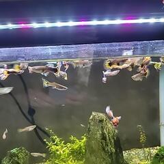 グッピー🐟里親募集中☺