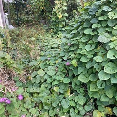 草刈り草むしり作業