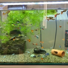 熱帯魚　グッピー