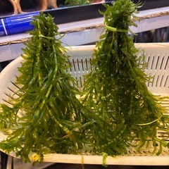 水草アナカリス20本、ミナミヌマエビ20匹セットの画像