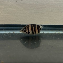 ダトニオ2匹セット