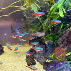 熱帯魚各種