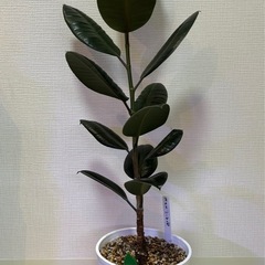 フィカス