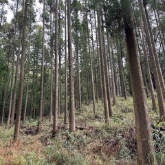 決定‼️山林  西原村(椎茸栽培)別荘/キャンプ🏕️ - 土地販売/土地売買