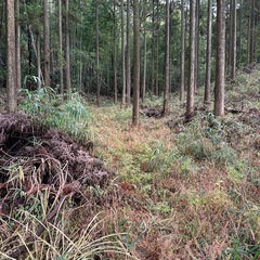 決定‼️山林  西原村(椎茸栽培)別荘/キャンプ🏕️ - 熊本市