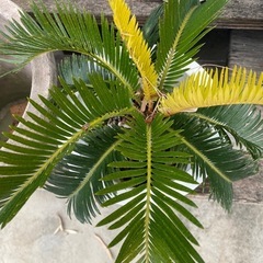 黄金ソテツ　7号鉢　蘇轍