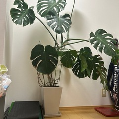 モンステラ　約160㎝
