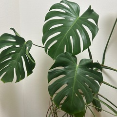 モンステラ　約160㎝の画像