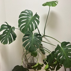 モンステラ　約160㎝の画像