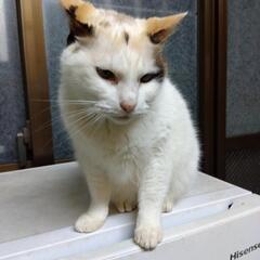 大人しい猫ちゃん
