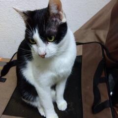 大人しい甘えん坊