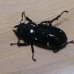 フォルスターフタマタクワガタ