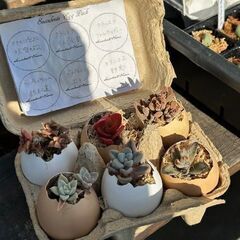 エッグパック多肉植物
