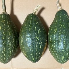 万次郎かぼちゃ　3個　かぼちゃ　カボチャ　南瓜　2501061
