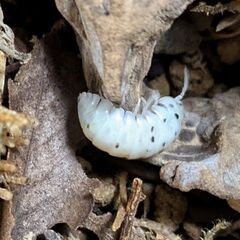 ダンゴムシ　マジックポーション　３０匹の画像